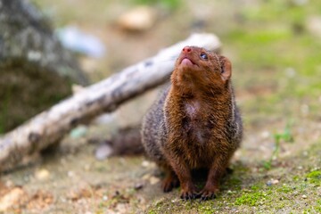 portrait of brown dwarf mangoose