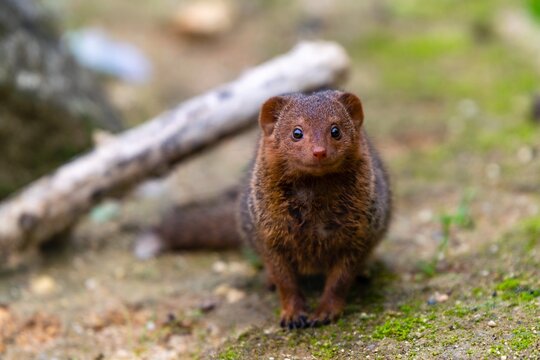 portrait of brown dwarf mangoose
