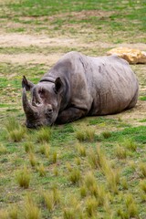 portrait of black rhino in the grass