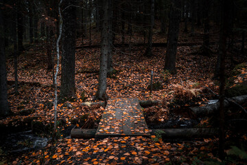 Wooden boardwalk in a forest during autumn with fallen leaves on the ground