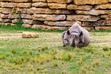 portrait of black rhino in the grass © NAEPHOTO