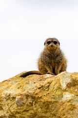 portrait of meerkat on a rock
