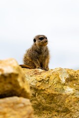 portrait of meerkat on a rock