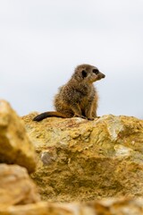 portrait of meerkat on a rock