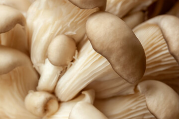 Fresh wild oyster mushrooms macro, selective focus. Natural background