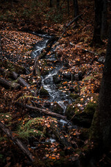 Stream of water flowing in a forest during autumn