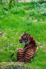 portrait of tiger in the grass