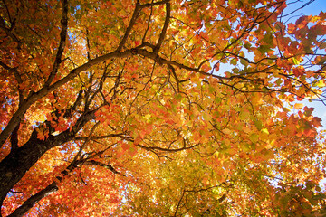 Gorgeous Multi Color Fall Tree Cover. Beautiful Autumn tree with leaves of green, yellow , orange and red. Crisp seasons changing. Seasonal warmth. North East USA