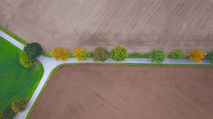 Feldweg mit Gabelung und einzelnen Bäumen am Rand zwischen Feldern und Ackerflächen im Herbst,...