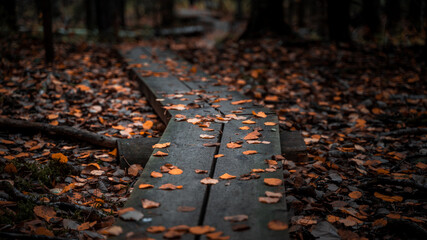 Wooden boardwalk in a forest during autumn with fallen leaves on the ground