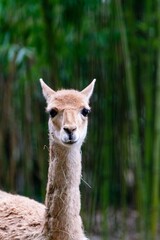 Obraz premium portrait of vicugna in bamboo forest