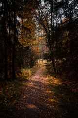 Path in a national park during autumn with fallen leaves on the ground