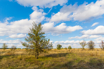Fototapeta na wymiar trees on autumn meadow