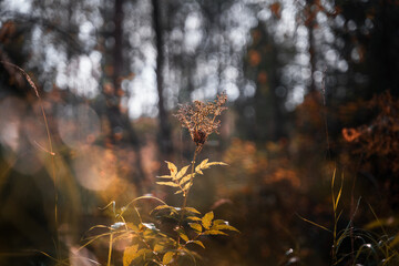 Sunlight hitting plant in a forest during autumn