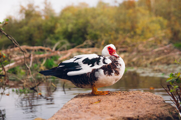 Canard de barbarie