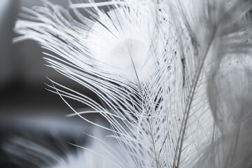 White peacock feather, close-up photo