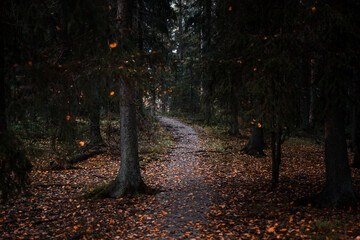 Path in a national park during autumn with fallen leaves on the ground