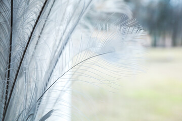 White peacock feathers, luxury window decoration