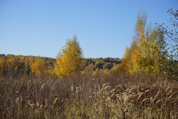 Fototapeta premium autumn landscape in the suburbs