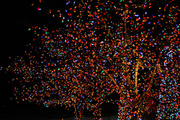 Colored lights covering trees at night