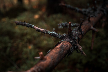 Tree branch in a forest