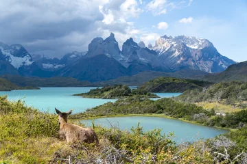 Photo sur Plexiglas Cuernos del Paine Vicuña looking out over the lakes with Los Cuernos of Torres del Paine in the background