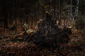 Big fallen tree in a forest during autumn