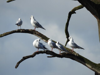 Gulls on a branch