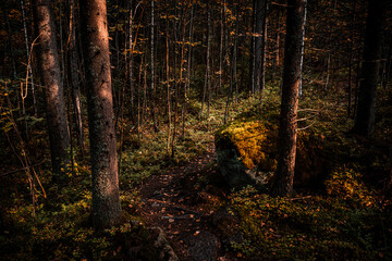 Sunlight in a forest during autumn