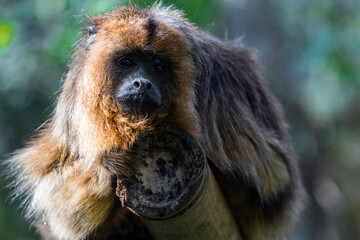 monkey