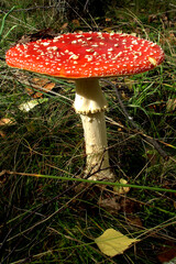 Mushroom Red Amanita in the forest. Poisonous mushrooms.