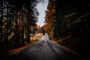 Countryside road surrounded by trees during autumn