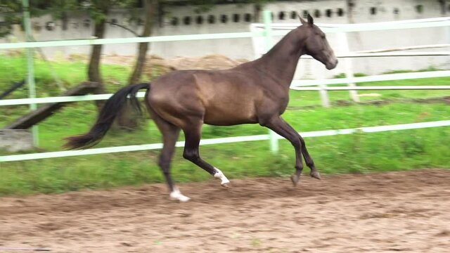 Galloping dark buckskin stallion in a paddock at the slow-motion