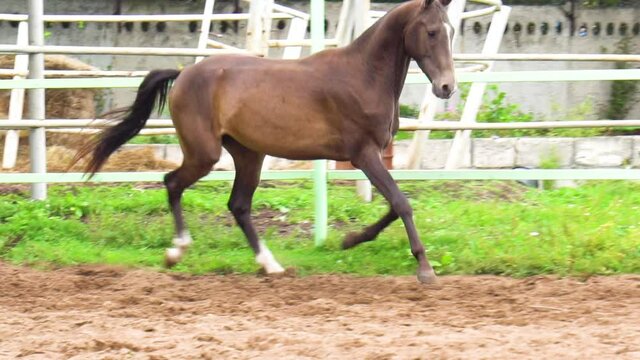 Dark buckskin stallion in a paddock running at slow-motion