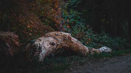 Big wooden log on the ground surrounded by foliage