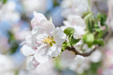 Apple tree blossom close-up. White apple flower on natural white and blue background. 
