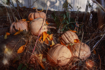 Orange pumpkin. Warm autumn. Halloween. Thanksgiving Day. Spider.