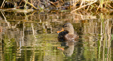 Ducks in the fall colors in Canadian forest, Quebec