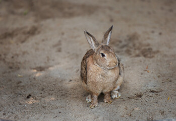 The gray rabbit is sitting on the sand. Pet.