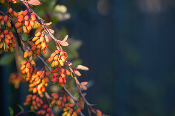Yellow-orange barberry close-up, in natural conditions, space for text