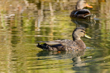 Ducks in the fall colors in Canadian forest, Quebec
