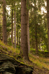 Fototapeta premium trees in the huertgenwald forest