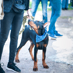 Exhibition of dogs, puppy  Doberman with the owner