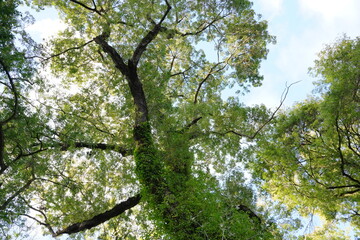 Fototapeta premium Tall trees covered with ivy against a clear blue sky.