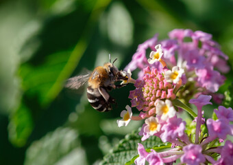 Amegilla zonata or Blue Banded Bee is flying sucking flower juice. bee on pink flower. close up in nature