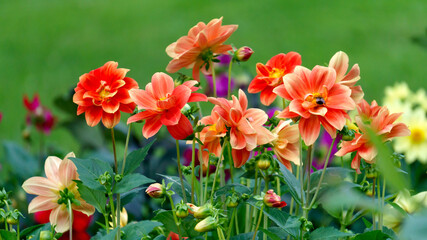Beautiful flowers of red dahlia on a bush in the garden. © lizaveta25