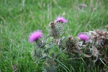 Milk Thistle plant herbal remedy. thistle, Blessed milk, Field with Silybum marianum (Milk Thistle) , Medical plants. Milk thistle is a spiky purple flower 