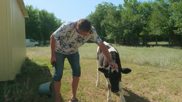 Farmer in t shirt and shorts pets black and white calf.