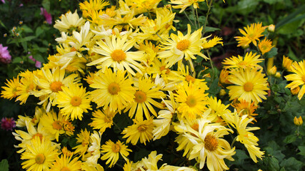 Beautiful little yellow chrysanthemums in the autumn garden.