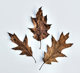 Fallen oak leaves. Autumn background and texture